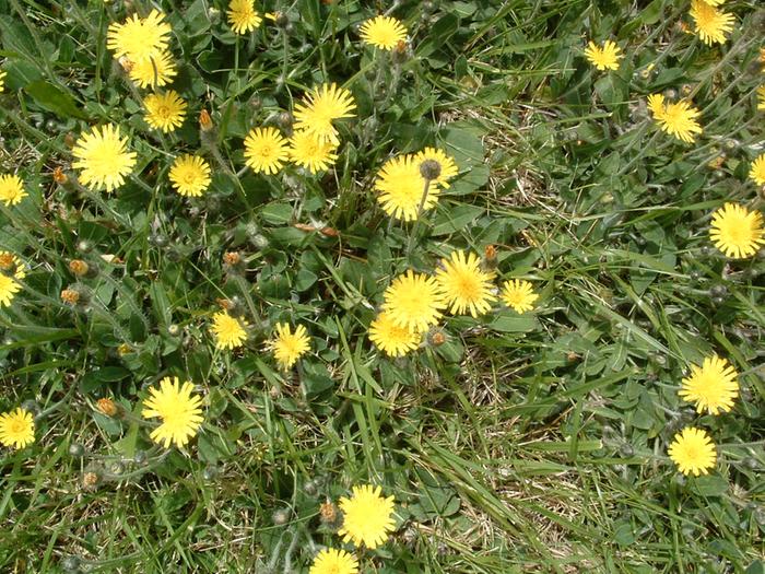 [Thumbnail for photos of yellow hawkweed CLOSEUP  may 2009 008 (4).jpg]